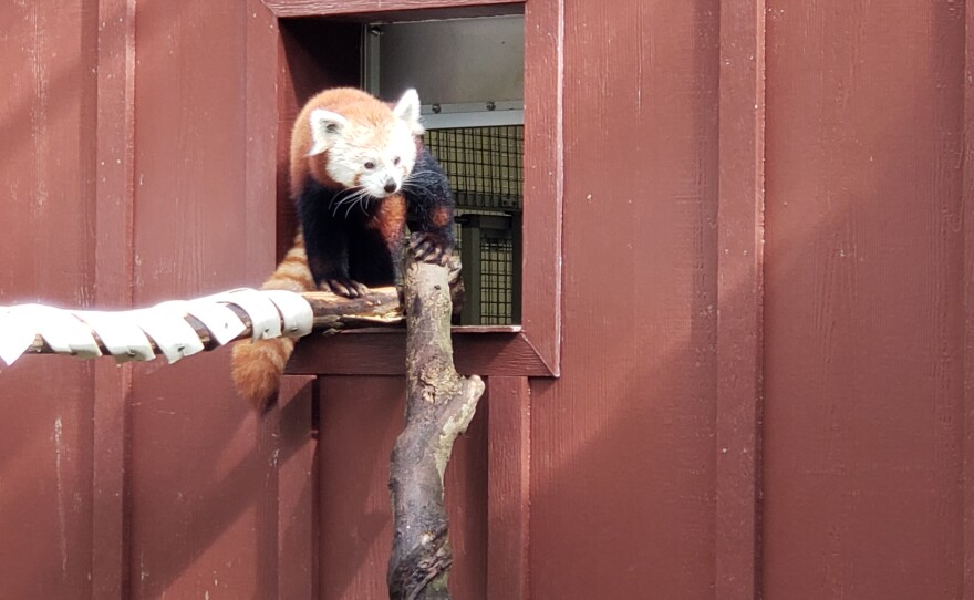 Red panda