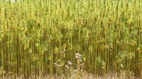 Commercial hemp cultivation remains illegal in Indiana for now, but a state law changed last year permits hemp research.