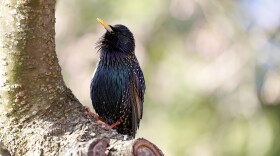 A starling sits in the cherry tree blooms along the Tidal Basin in Washington, DC. Researchers say some starlings has seen an increase in bill size.