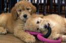 Puppies play in a cage at a pet store. (Jose Luis Magana/AP)