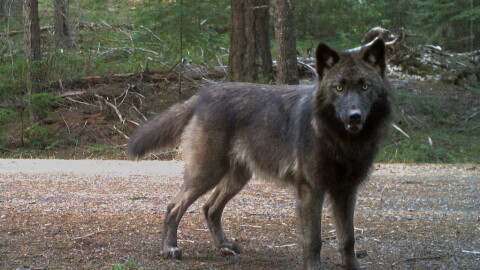 A juvenile wolf, born in April 2024, of Oregon's Grouse Ridge Pack, standing in front of a trail camera on U.S. Forest Service land on Jan. 23, 2025, in Jackson County, Ore.