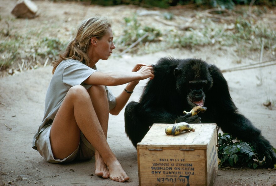 Jane Goodall grooms the coat of a chimpanzee as he eats a banana in this photo from 1974.