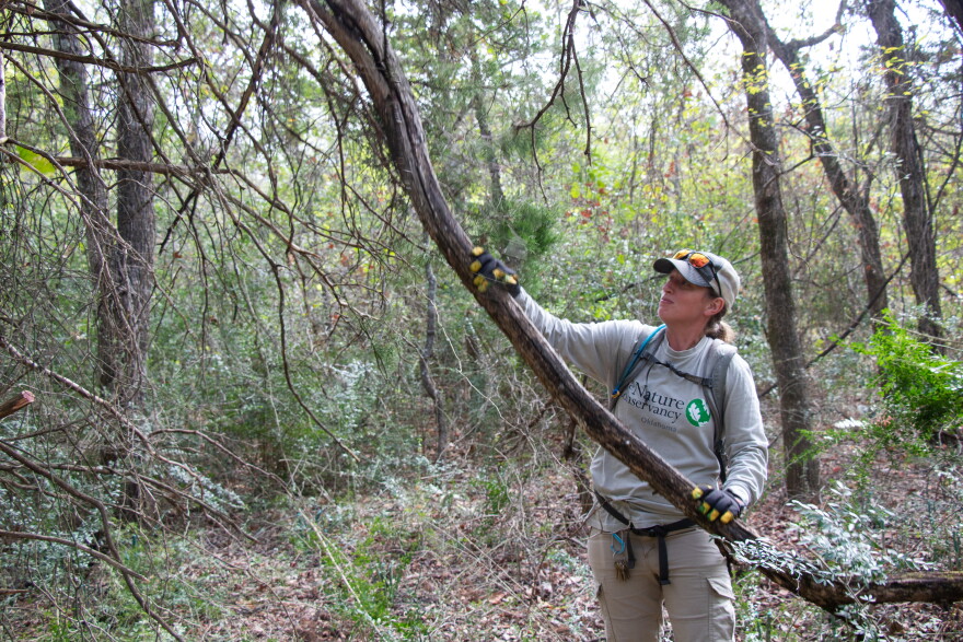 Haley Bloomquist, manager of the Nature Conservancy's Blue Boggy Preserves, pulls down a tree branch while working at Pontotoc Ridge Preserve in September.