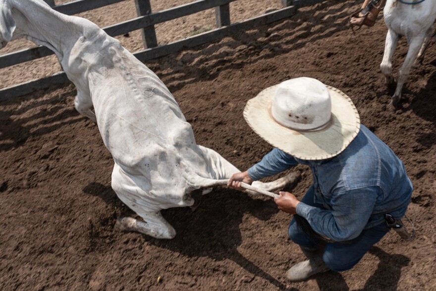 A cowboy tries to subdue a cow so it can be branded.