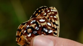 Fingers hold a butterfly in place. The back wing is marked "25." 