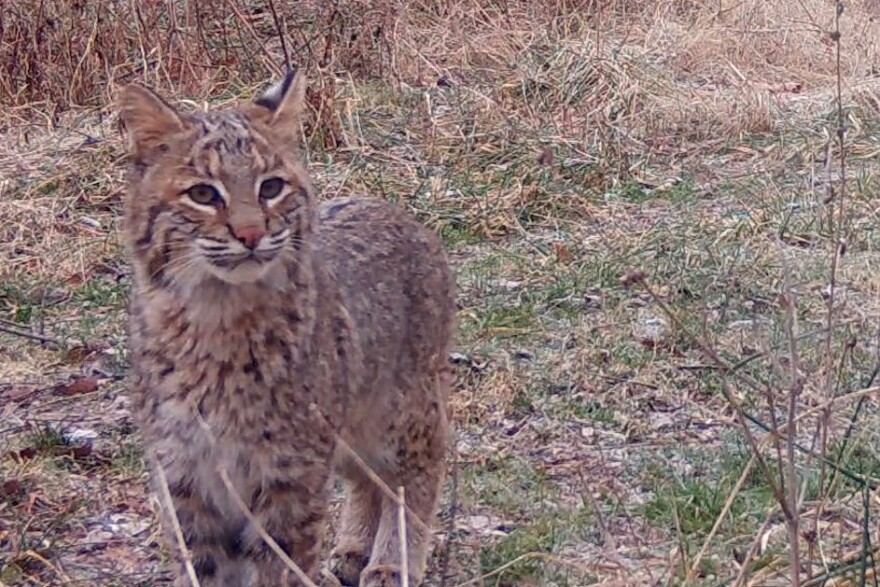 A bobcat sighted on a trail cam.