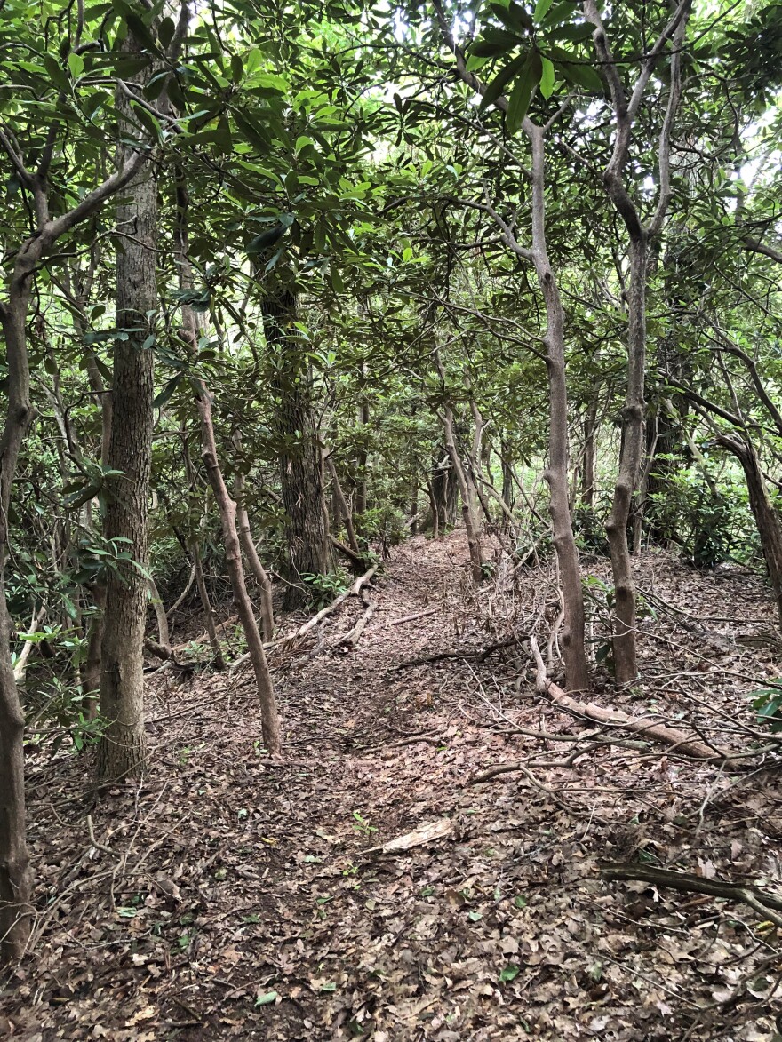 A hiking trail in Tennessee