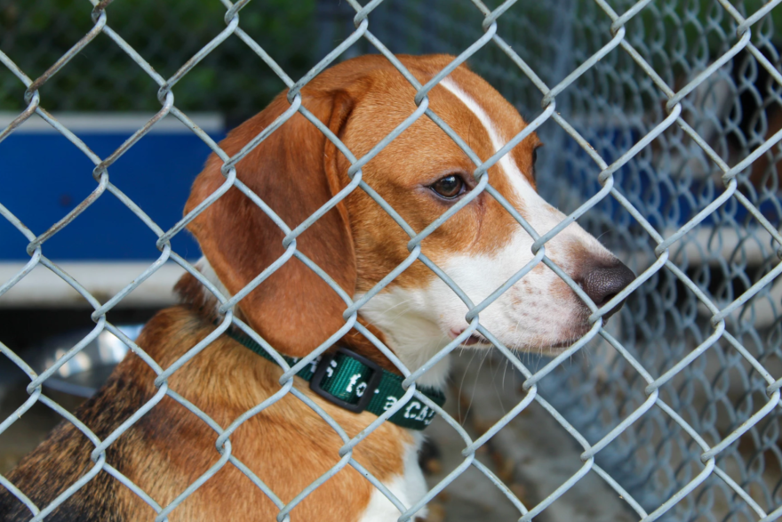 One of the beagles at the Humane Society of Midland County waiting for a new home.