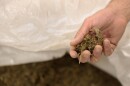 Brian Lane, compliance officer at NOWAVE, holds cannabis grown by New York famers at the NOWAVE plant in Rochester.