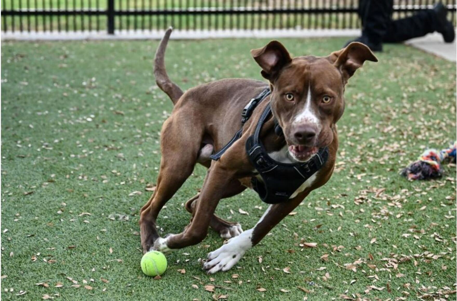 Denton’s animal shelter is at capacity for large dogs and needs your