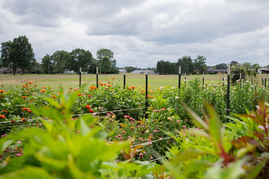 Shady Acres Farm's you-pick flower field on July 18, 2025. The vast patch of flowers contains a variety of flowers, including rows of peonies, dahlias and zinnias.