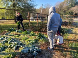 Charlotte Region Farms Shrink in Number, Grow in Size, Report Finds