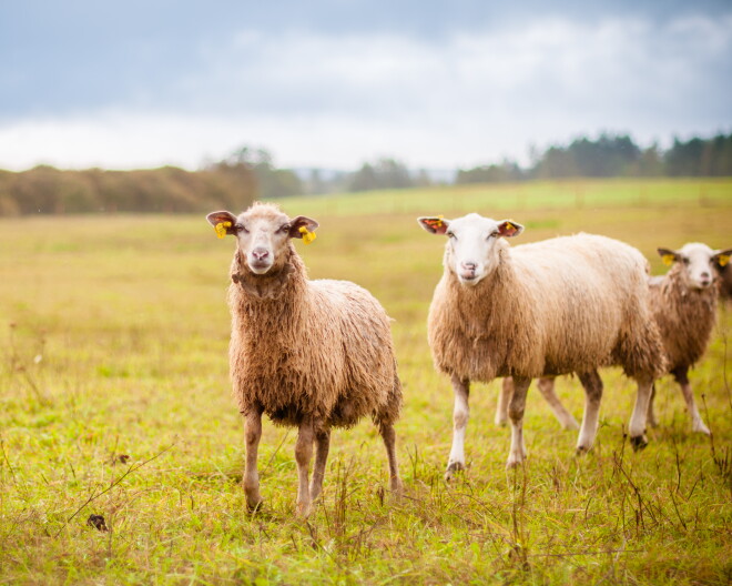 Three sheep stand in a field.