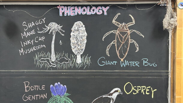 Chalk illustrationss how a bottle gentian flower, Osprey, giant water bug, shaggy mane mushroom, and inky cap mushroom.
