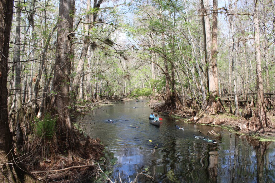 After collecting all the turtles they could find at the headspring, snorkelers swam the length of the spring run. (Rose Schnabel/WUFT News)