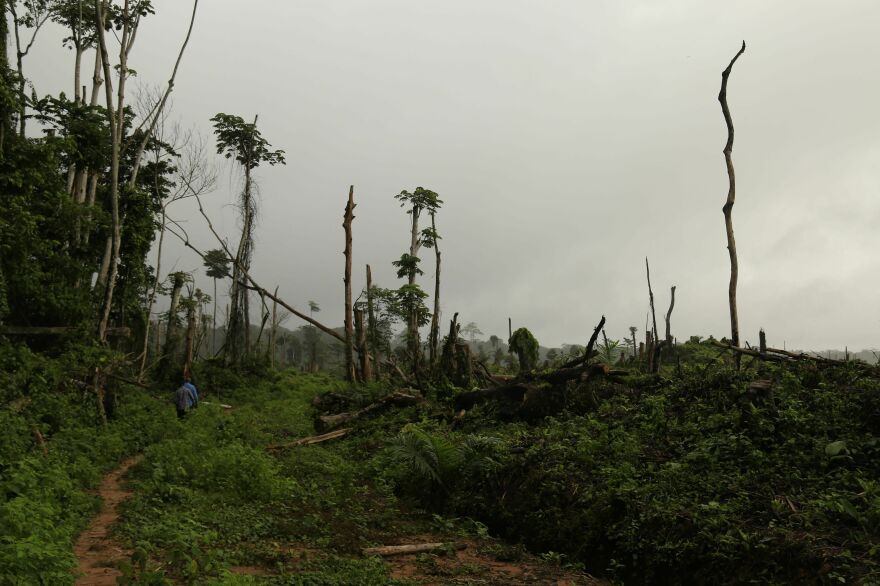 Tree stumps scar the forest's floor after 2,100 acres of forests were felled to plant oil palms in the heart of the Congo Basin forest near Kisangani, Democratic Republic of Congo on Sept. 25, 2019.