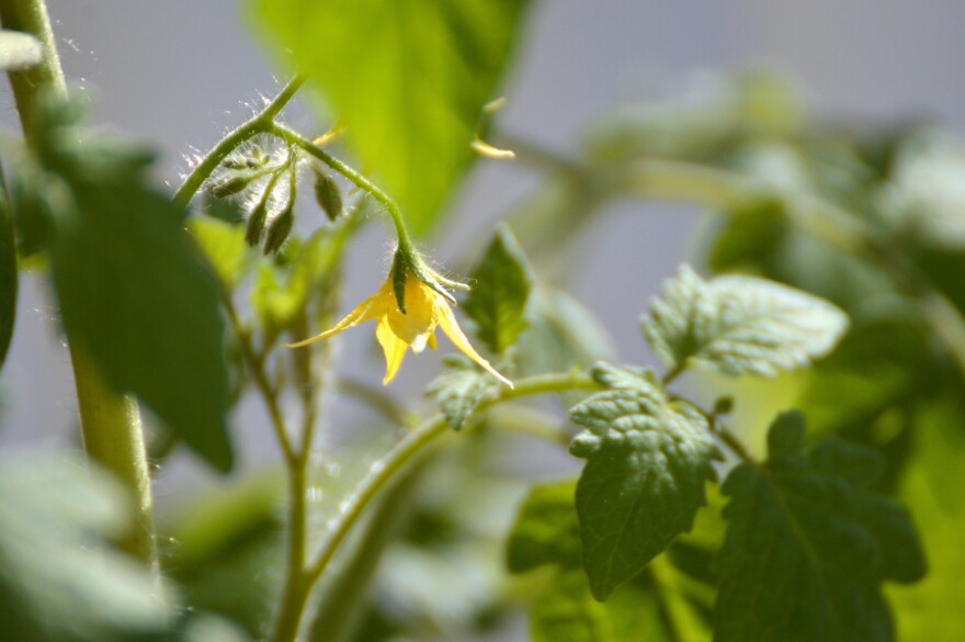 Yellow flower of blooming tomato plant close up