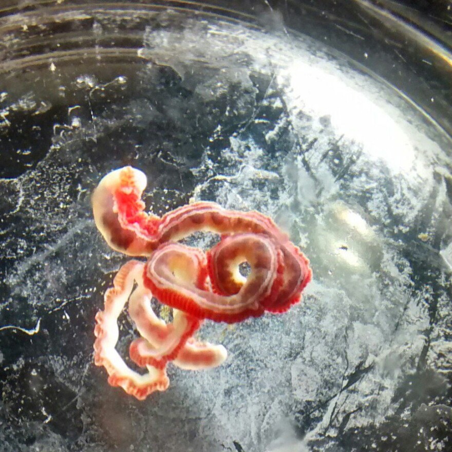A parasitic flatworm found in the bile duct of a swell shark.