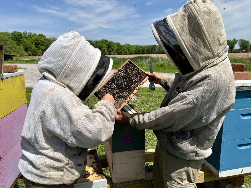 Two beekeepers wearing white protective jackets with veils stand over a colony in their yard. They grab a frame of bees, pointing at the hive.