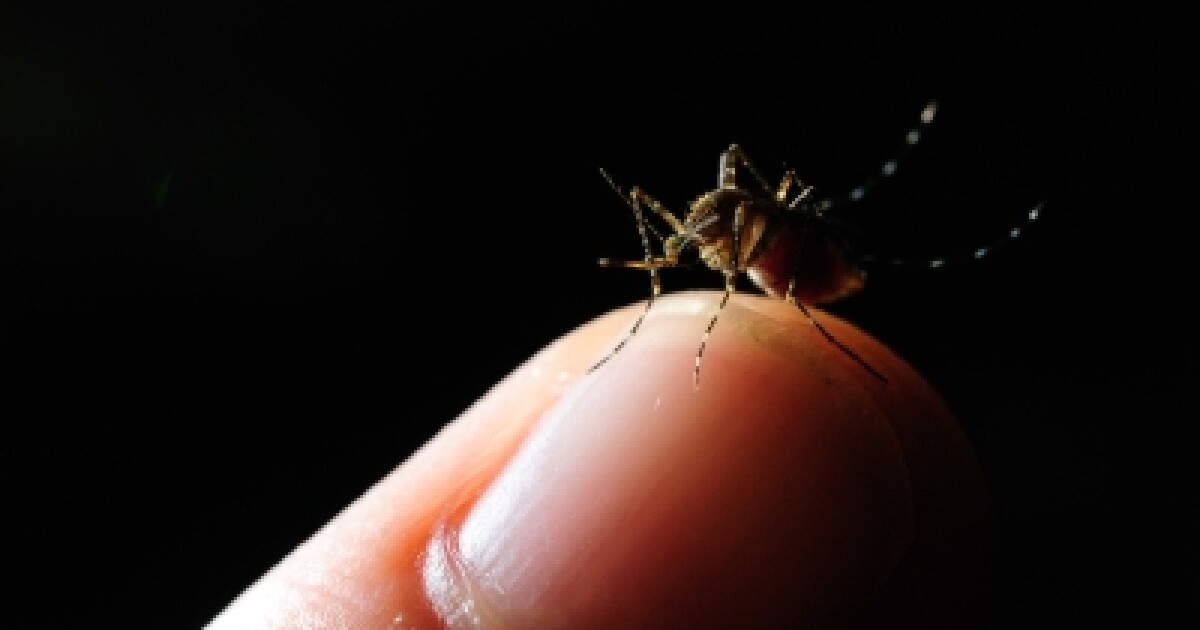 Mosquitoes In Miami Is It Safe To Spray? WLRN