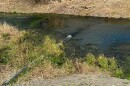 A pipe discharges liquid waste from Tesla’s lithium refinery plant into a ditch on Feb. 13 in Robstown, Texas.