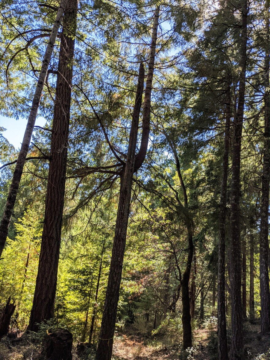 the_wildlife_tree_0.jpg