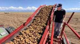 Harvested potatoes wait for a truck to transport the russets to a bagging warehouse, as Asier Artaechevarria checks for quality, near Hooper, Colo., on Aug. 26, 2026.