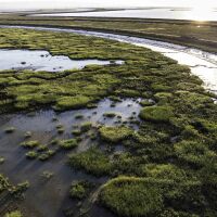 Coastal communities are racing to restore marshes, like these in San Francisco Bay, to create a barrier against storm surges and sea level rise.