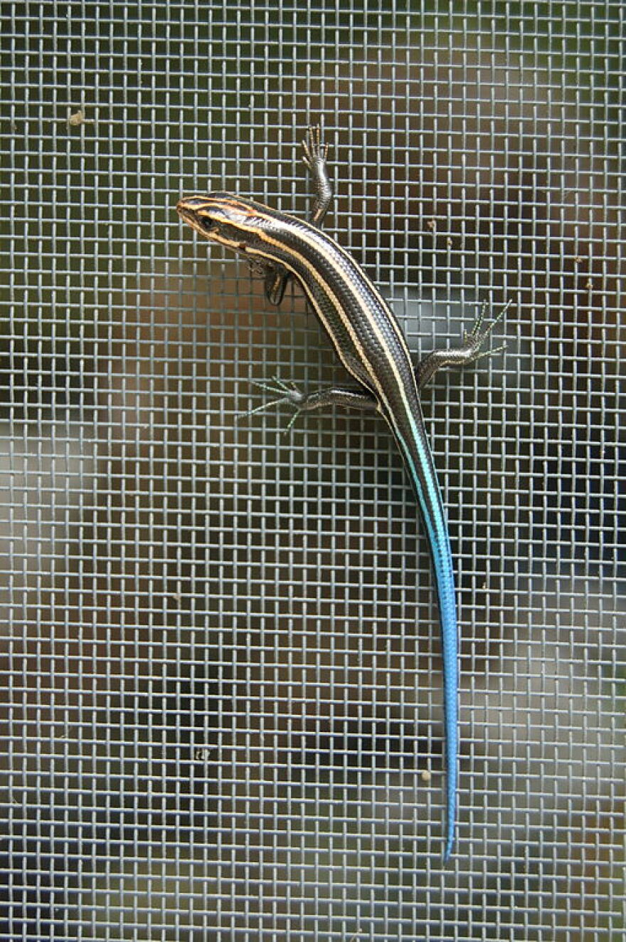 A Five-Lined Skink.