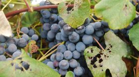 Concord grapes at the Cornell Lake Erie Research and Extension Laboratory in Portland, New York.