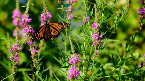 Close-up of a monarch butterfly, orange with black striping, on pink flowers.