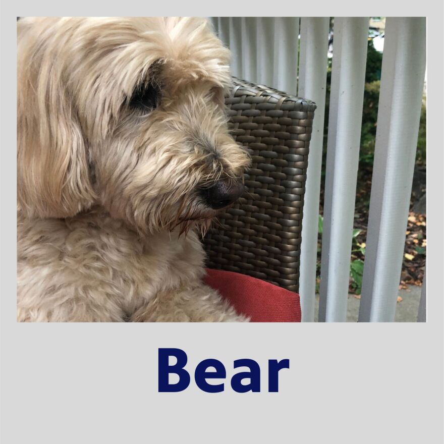 Photo of Bear the dog in a polaroid frame with their name in blue text underneath