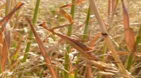 Praying mantis.