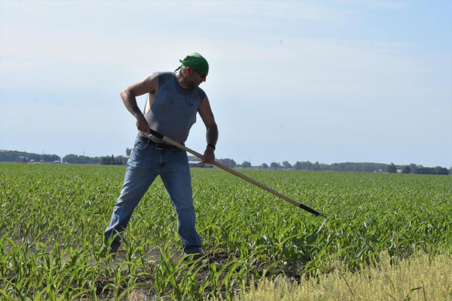 A farmer in Milford, Indiana, clears weeds out of a cornfield with a hoe.