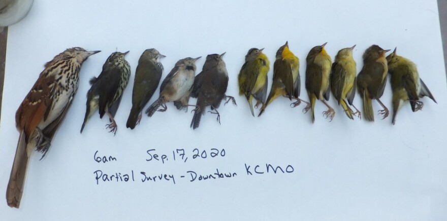 These songbirds struck windows in downtown Kansas City during the 2020 fall migration. Bird Safe KC volunteers have counted carcasses for six years. This could ultimately help make buildings safer for the creatures.