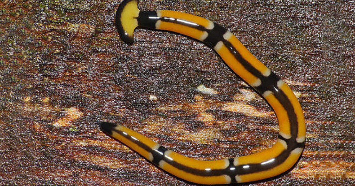 Hammer head worm South Carolina Public Radio