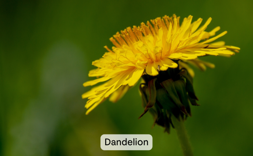 A many-petaled dandelion flower stands out against a blurred green background.