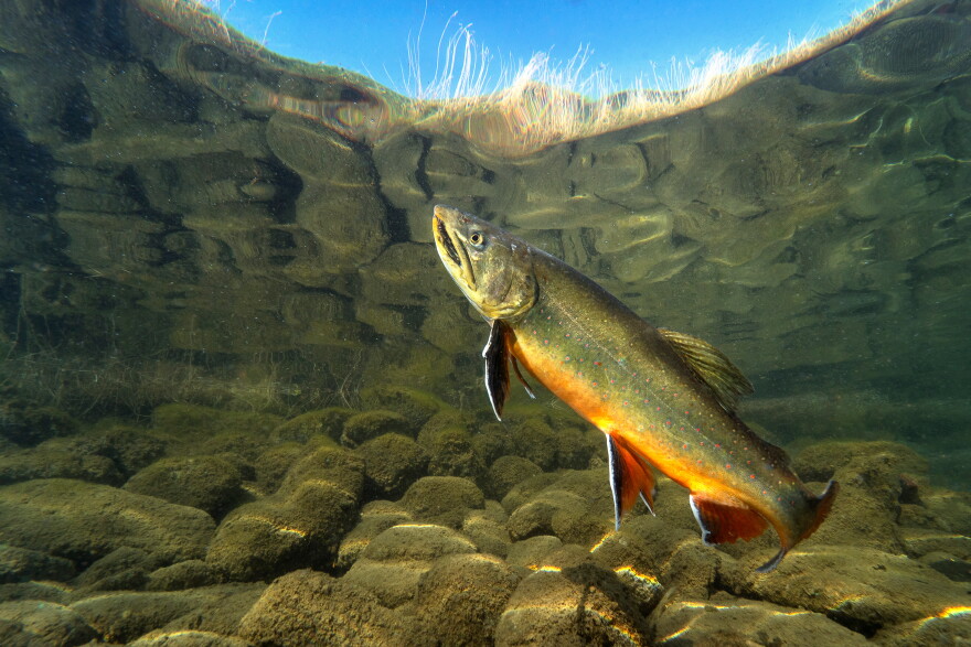 Big Brook trout (Salvelinus fontinalis) swimming in nice river. Beautiful Brook charr close up photo. Underwater photography in wild nature. Mountain creek habitat.