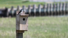 Tree Swallow — Oceanside, N.Y.