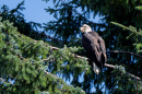 A bald eagle at Alaska's Eagle Beach. (Chris Bentley/Here & Now)