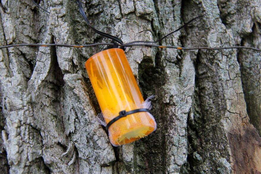 The parasitic wasps used to kill emerald ash borer larvae on an ash tree in the Bellefontaine Cemetery.