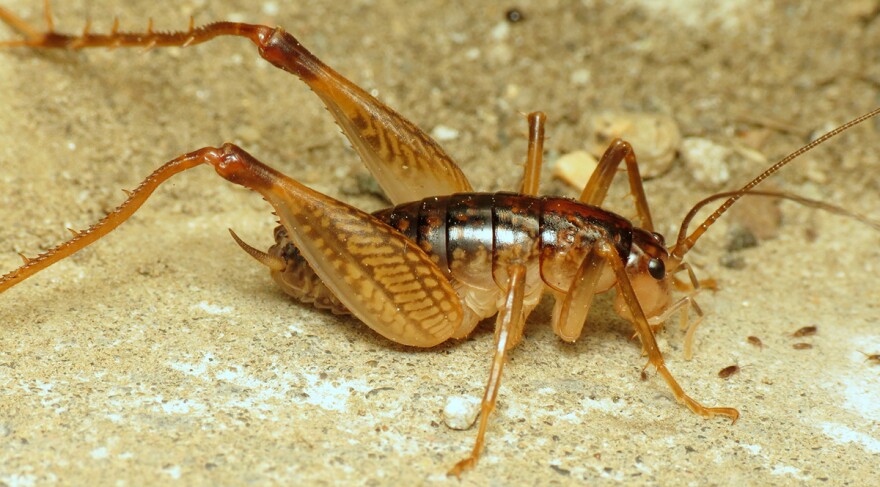 A male camel cricket.