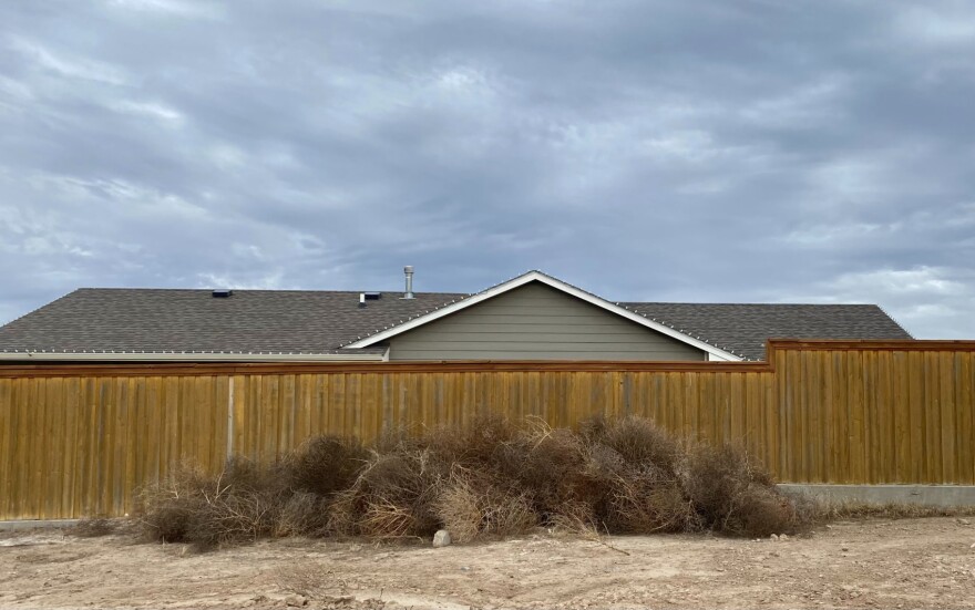 A pile of tumbleweeds cling together at the edge of town in Garden City, Kansas.