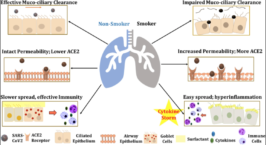 URMC research uncovers links between COVID-19 and vaping, smoking | WXXI News URMC research uncovers links between COVID-19 and vaping, smoking | WXXI News