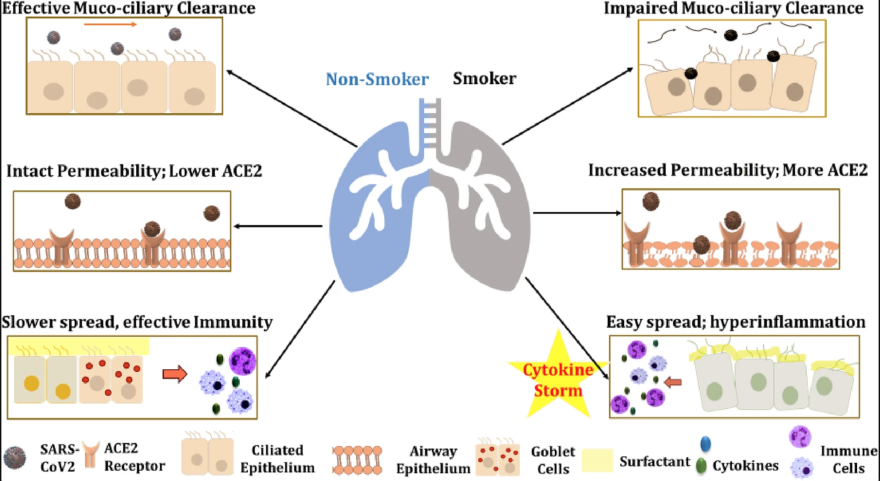 Irfan Rahman, a researcher at the University of Rochester Medical Center, says his studies show people who smoke or vape nicotine have elevated levels of the receptors that allow the novel coronavirus to gain entry to the lungs.