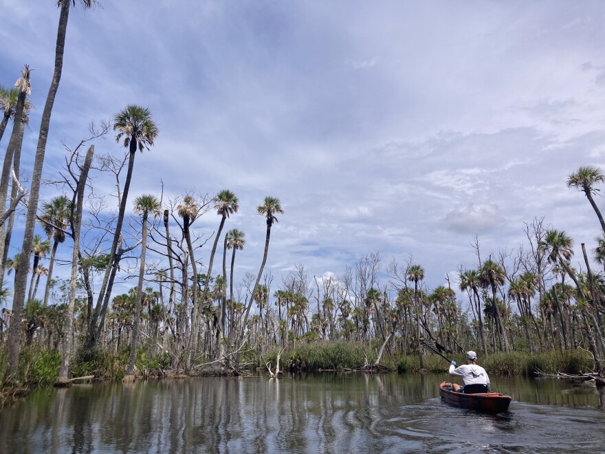 Kayaker paddling past dying palm trees