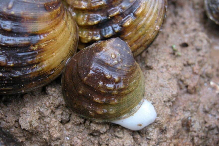 The fanshell mussel is one of five endangered species of mussels in the lower Ohio River. The Indiana DNR said endangered mussels could be harmed by the proposed pipeline.