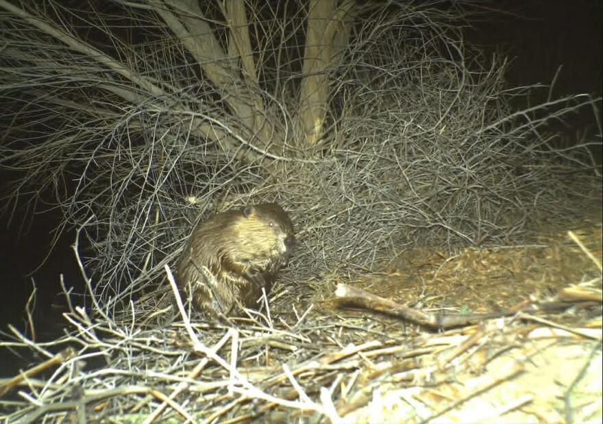 A trail camera captured the first photo of the Rio Bosque beaver in El Paso, Jan. 22, 2019
