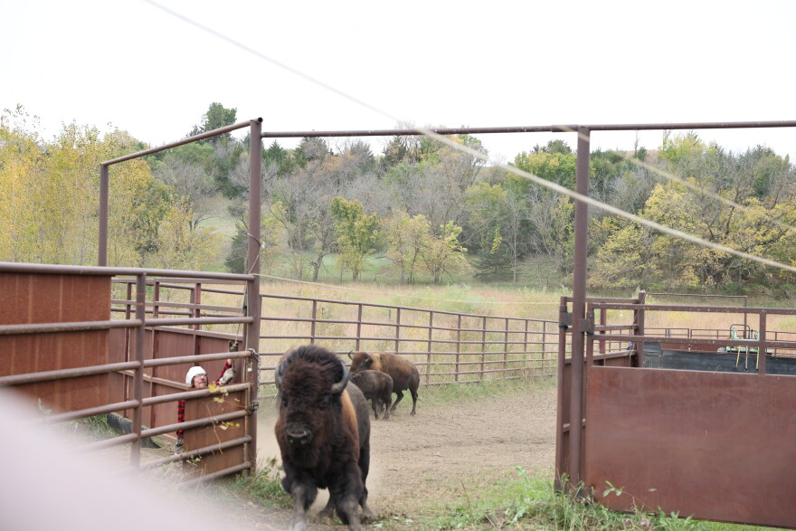 More thank 200 bison graze the Broken Kettle Grassland Preserve. Officials from The Nature Conservancy round them up each fall for health checks, counts, and distribution to other herds.