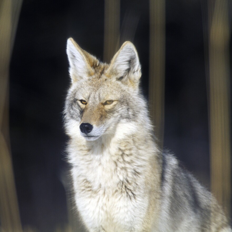 Coyote Yellowstone National Park Montana